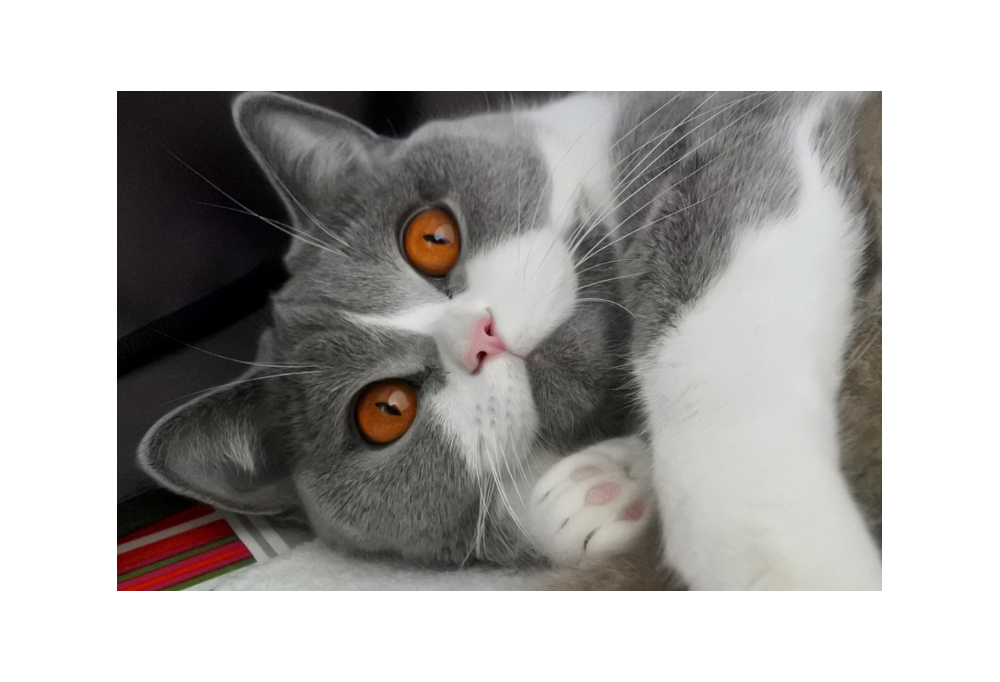 Pourquoi adopter un chat british shorthair ? 